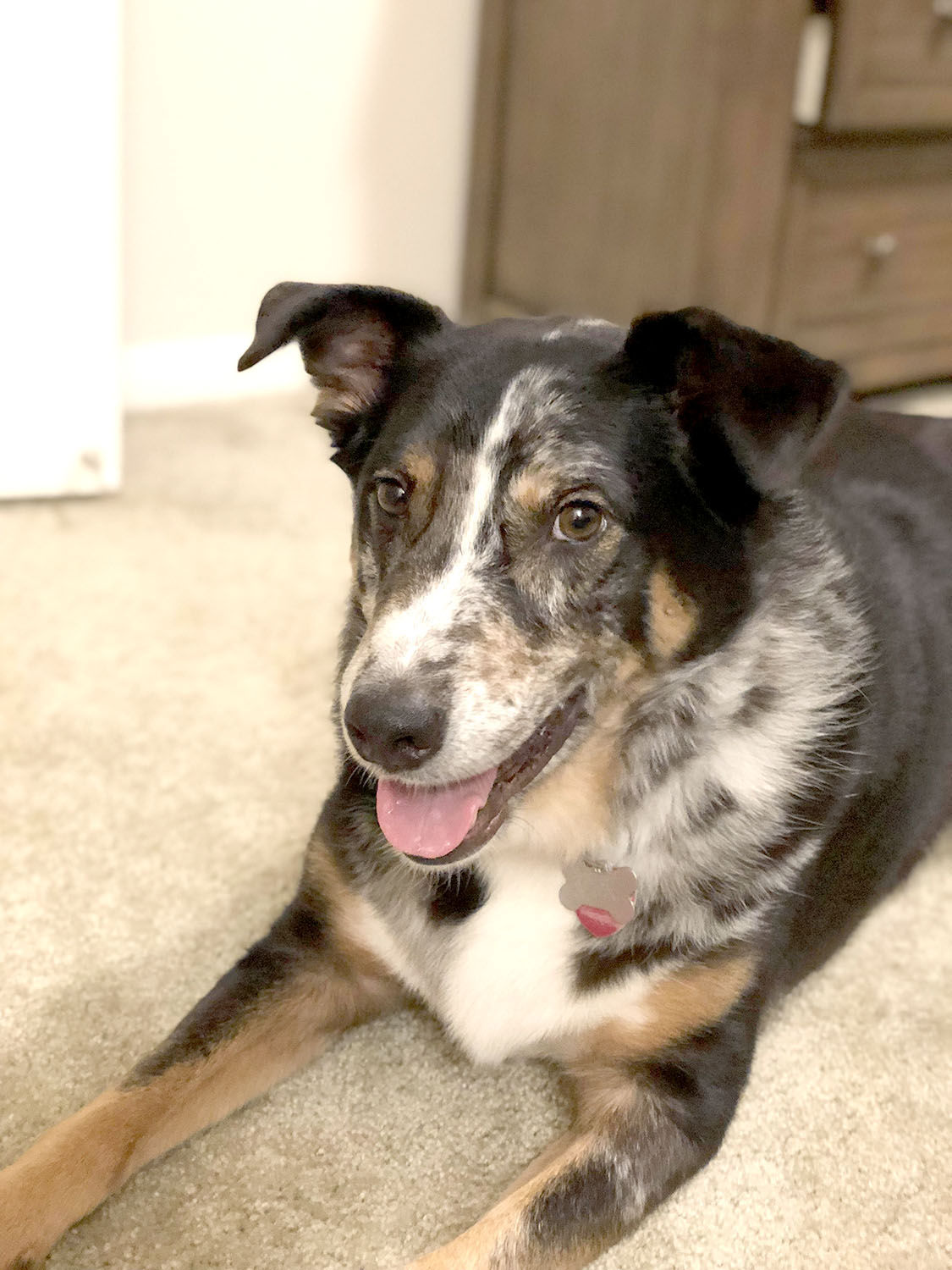 Pic of the Litter: Boone